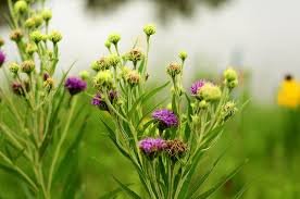 Ironweed, Arkansas | Hamilton Native Outpost