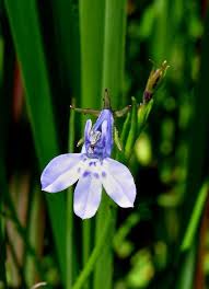 Image result for Lobelia flaccida