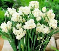 Paperwhites Narcissus Tazetta Erlicheer Paperwhites Flower Wallpaper Flowers