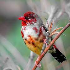 pin on aves