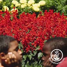Maybe you would like to learn more about one of these? 13 Flowering Plants Rabbits Will Leave Alone Gardener S Path