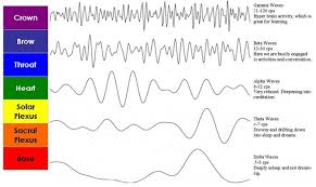 Root To Crown From Delta To Gamma Waves Brain Waves