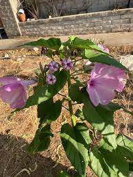 Image result for Ipomoea carnea