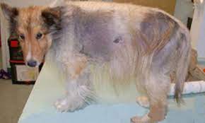 It also covers when to euthanize a dog with cushing's disease. When To Euthanize A Dog With Cushing S Disease