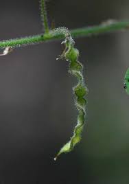 Image result for Desmodium tortuosum