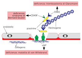 Nella via estrinseca, il fattore viia e il fattore tissutale attivano direttamente il fattore x (e, forse, anche il fattore ix vedi figura vie della coagulazione del sangue e tabella è esposta al flusso sanguigno durante un trauma o un'infiammazione, lega il fattore viia e avvia la via estrinseca della coagulazione. Http Amsacta Unibo It 3067 110 36 Fp Emostasi I Ed Ebook Pdf