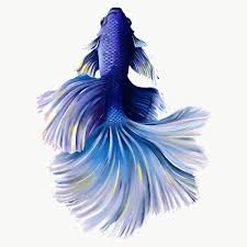 Download Premium Png Of Indigo Betta Fish Design Element 2330720 In 2020 Fish Design Betta Fish Betta