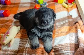 1,823 likes · 69 talking about this. 1 Month Old Dog With Toys East European Shepherd Puppy On A Checkered Color Background Too Cute Stock Photo Adobe Stock