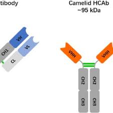 Goat anti mouse igg (h + l) (rhodamine). Pdf Applications Of Nanobodies In Plant Science And Biotechnology