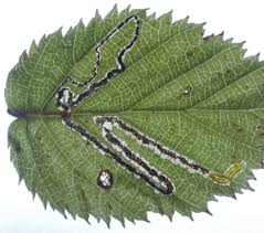 Image result for Stigmella floslactella