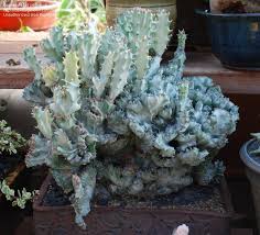 Poseen un tronco principal sumamente ramificado, de ahí, sus formas. Plantfiles Pictures Euphorbia Candelabra Plant False Cactus Dragon Bones Elkhorn Cristate White Ghost Euphorbia Lactea By Palmbob