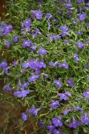 Image result for Lobelia thermalis