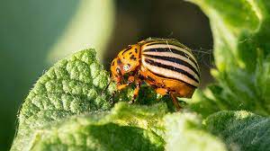 As a preventative method or a means of driving out the buggers, you can apply neem oil, which may also kill them. Potato Bugs How To Wipe Out Leptinotarsa Decemlineata Epic Gardening