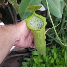 Image result for Nesaea spathulata