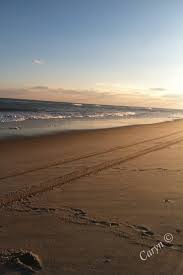 Robert Moses Beach Long Island New York Island Long Island Beach