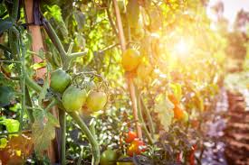 Nous avons compris comment prendre soin des tomates en pleine terre. Comment Reussir La Culture Des Tomates Terreaux Et Compagnie
