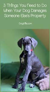 3 Things You Need To Do When Your Dog Damages Someone Else S Property Dogvills Your Dog Puppy Training Dogs