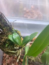 Image result for Aerangis ugandensis