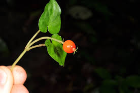 Image result for Geophila repens