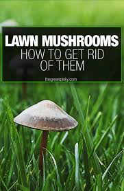 Empty the pot of soil, rinse off the plant's roots and sanitize the pot with bleach. Have Lawn Mushrooms Everything You Need To Know