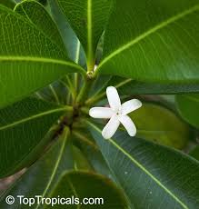 Image result for Ochrosia