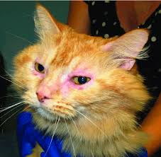 Contact dermatitis is a dermatitis that occurs in response to exposure to an irritant or allergenic substance. Cat With Non Flea Non Food Hypersensitivity Dermatitis Ndndhd Download Scientific Diagram