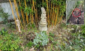 Always follow package directions in regards to how much & how often to apply. British Gardeners Urged Not To Grow Bamboo Daily Mail Online