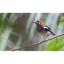 Decu, decu gacor, decu kembang, decu wulung, decu betina kicau burung decu kembang gacor ngeplong untuk melatih trotol mantap dah! Toko Online Abadi Bird Shopee Indonesia