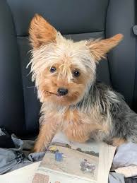 Lost Small Yorkie Male in Eastpointe, Michigan near Stephens and Roxana