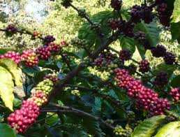 Image result for Coffea canephora