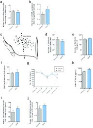 Mice A C E I J And Rats B F H Treated With Dexamethasone Dex Download Scientific Diagram