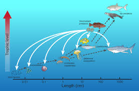 Fish Eggs Turn Conventional View Of Ocean Food Webs Upside Down Ocean Food Ocean Food Web Food Web