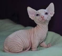 The munchkin cat, sometimes called a magpie for its fondness for shiny things, is known for its very short legs. Teacup Cats Cute Or Crazy Vetbabble
