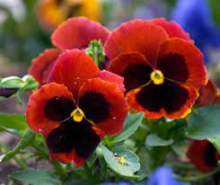 Pansies Pansies Flowers Perennials Flowers