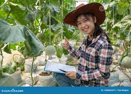 Melon farmer wife