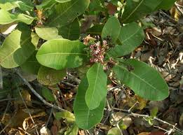 Image result for Anacardium