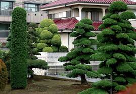 Chamaecyparis Obtusa Pruned The Hinoki Cypress Is Native To Japan And Taiwan It Has Drooping Fan S Japan Garden Japanese Garden Backyard Landscaping Designs