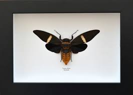 Cigale Tosena Albata Femelle De Thailande Naturalisee En France Cadre Noir Lisse Satine Boites Coffrets Par Papillon Ulysses Cadres Noirs Cadre Cigale