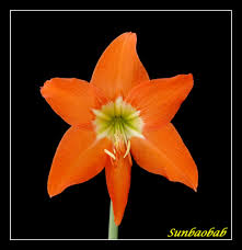 Image result for Hippeastrum puniceum