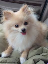 Located in west tennessee, we are convenient to kentucky, tennessee, arkansas, mississippi, georgia, alabama, and missouri; Nashville Tn Pomeranian Meet Elle A Pet For Adoption