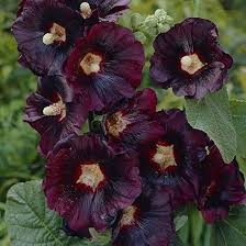 Image result for Alcea rosea