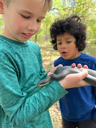 Blue racer snake found in Clinton County, Illinois