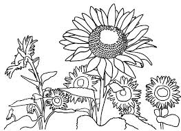 Bunga matahari hitam putih jpg. Gambar Bunga Matahari Hitam Putih Harian Nusantara
