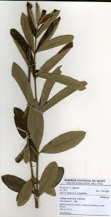 Image result for Fadogia cienkowskii