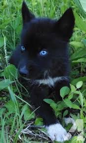 Dogs siberian husky for sale near me. Akc Siberian Husky Male Puppy Solid Black Blue Eyes Ready Now Puppies Cute Dogs Siberian Husky Puppy