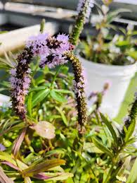 Image result for Pogostemon