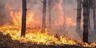 Μια ακόμη φωτιά κλήθηκε να αντιμετωπίσει το πυροσβεστικό σώμα καλαμάτας. Se E3eli3h Megalh Fwtia Sth Messhnia