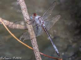 Image result for Xyris natalensis