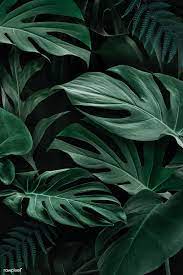 Choose from a curated selection of green wallpapers for your mobile and desktop screens. Download Premium Illustration Of Fresh Natural Green Monstera Deliciosa Green Leaf Background Monstera Background Plant Wallpaper