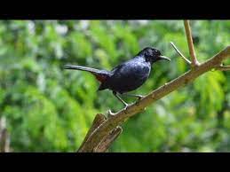 Choose from 19000+ robin bird graphic resources and download in the form of png, eps, ai or psd. The Black Robin Is A Common Bird Youtube